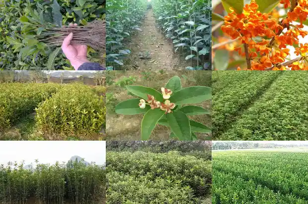 和桂花搭配的灌木名字1685840011874