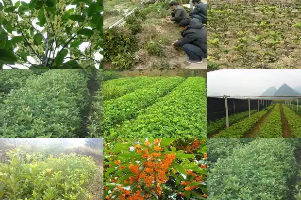桂花树几月栽种最好1688862255298