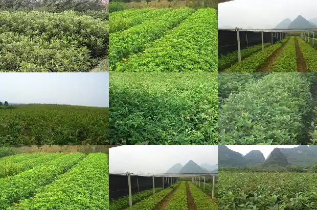 桂花搭配的植物1685840035998