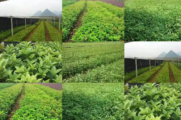 桂花和什么树搭配种植好1685840043575