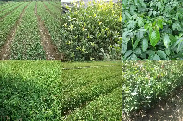 桂花和什么树搭配种植好1685840043620