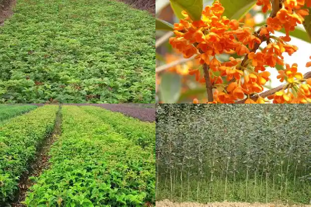 桂花树与什么树栽在一起效果最好1685840051690