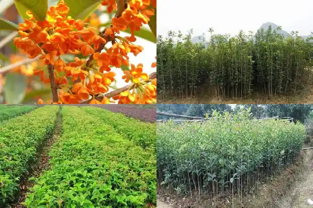 桂花树适合和哪种植物一起种1685840059000