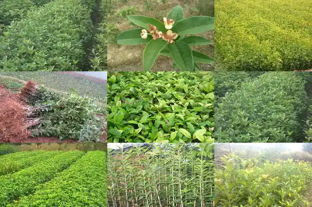 桂花树适合和哪种植物一起种1685840059045