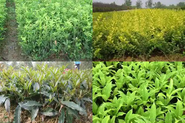 桂花丛生与单杆的差别是什么意思啊1685840097573
