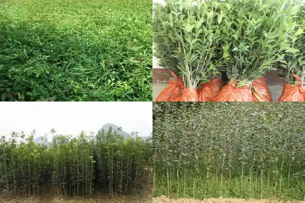 桂花丛生与单杆的差别是什么意思啊1685840097621
