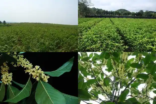 桂花丛生与单杆的差别是什么意思啊1685840097668