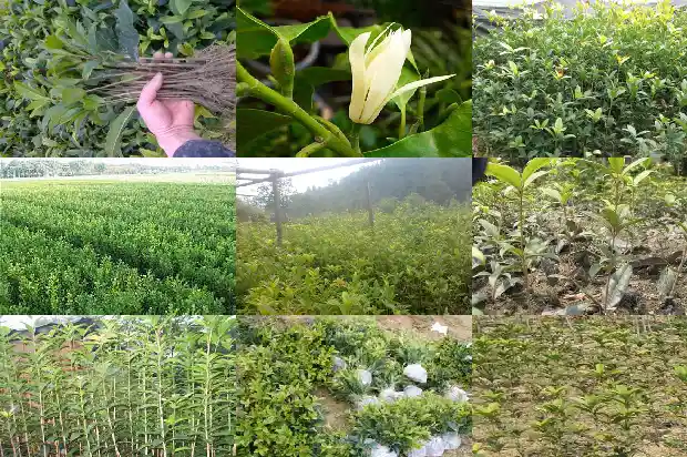 桂花树小苗多久开花一次1685840116712