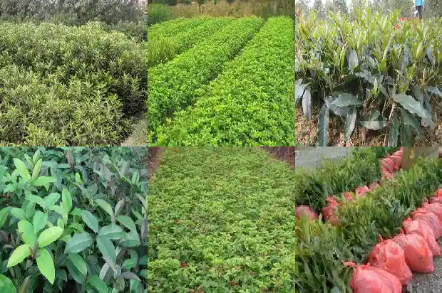 桂花树小苗多久开花一次1685840116806