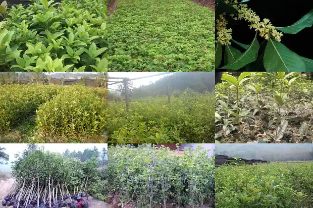 桂花树小苗多久开花一次1685840116854