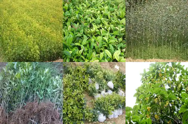 新栽的桂花树多久开花结果1685840126353