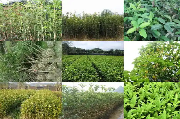 新栽的桂花树多久开花结果1685840126400
