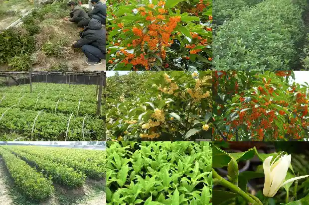 什么时候移栽桂花树1685840135694