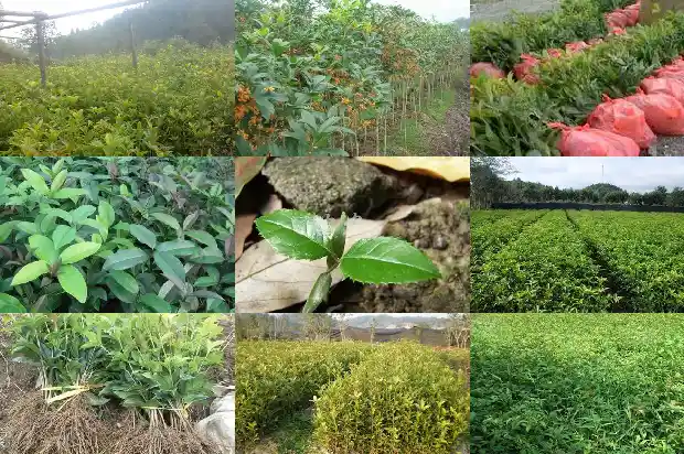 什么时候移栽桂花树1685840135789