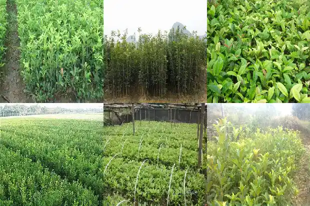 桂花树什么时间可以移栽1685840145483