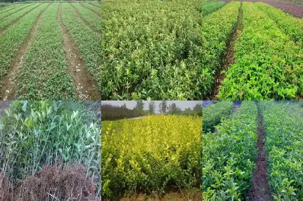 桂花树什么时间可以移栽1685840145529