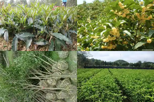 桂花树什么时间可以移栽1685840145575