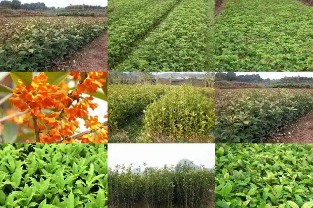 桂花树十月能栽活吗1685840162725