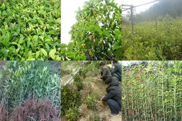 桂花木化石 价格行情走势1688519285736