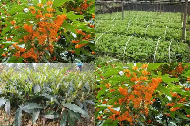 盆栽小桂花树怎么修剪好看1685840170262