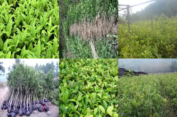 盆栽桂花树怎样修剪1685840182320