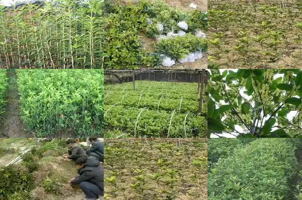 桂花树的寓意是什么意思?1690676998429
