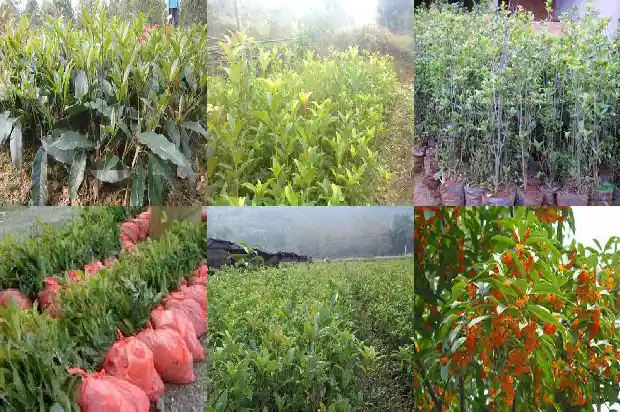 桂花树浇什么营养液1685840191972