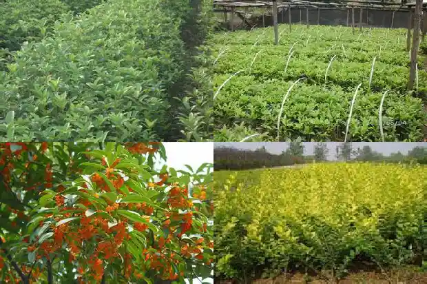 养桂花树用什么肥料1685840203691