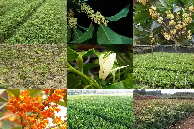 养桂花树用什么肥料1685840203737