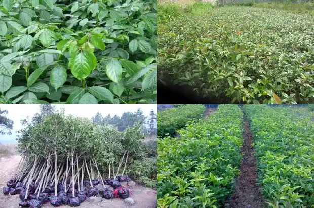 养桂花树用什么肥料1685840203784