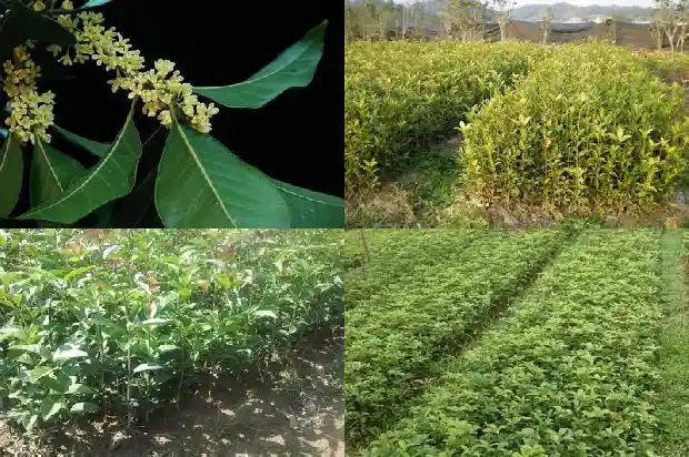 养桂花树用什么肥料1685840203831
