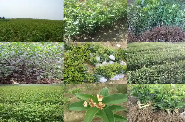 盆栽小桂花树怎么养好1685840211066