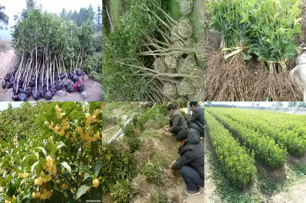 盆栽小桂花树怎么养好1685840211114