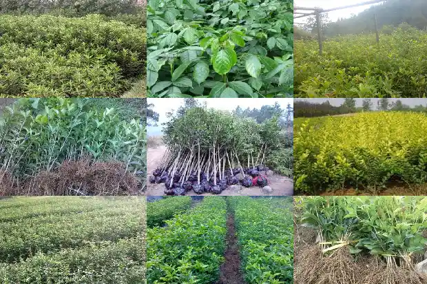 小桂花树好养吗1685840222546