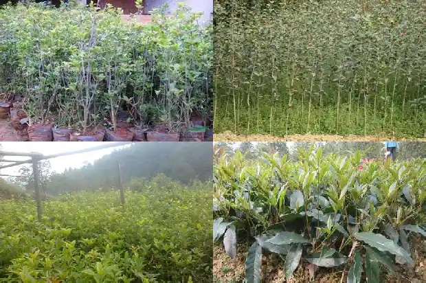 小桂花树好养吗1685840222593