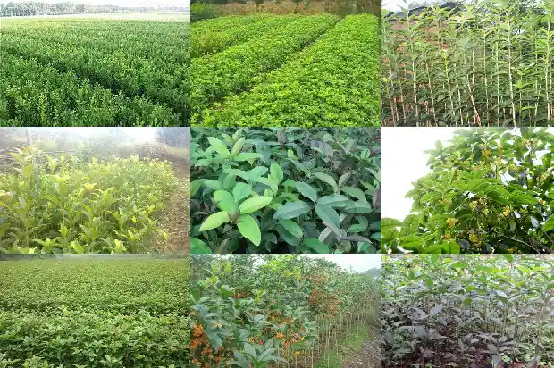盆栽桂花树怎样养护1685840232195