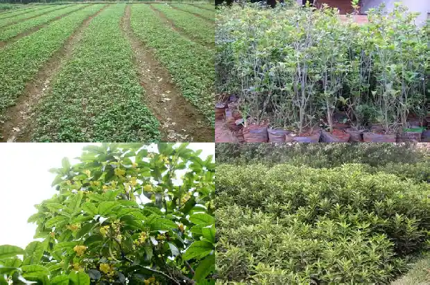 盆栽桂花树怎样养护1685840232290
