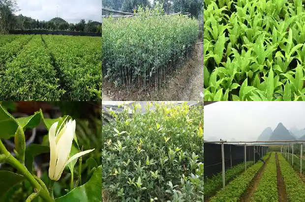 室内盆栽桂花树怎么养护1685840242191