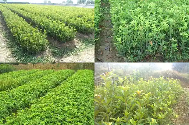 盆栽桂花树什么时候换盆好1685840249967