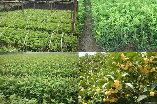 盆栽桂花树什么时候换盆好1685840250015