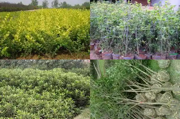 桂花盆景什么时候换盆1685840259488