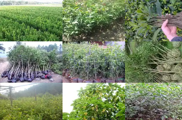 桂花盆景什么时候换盆1685840259536
