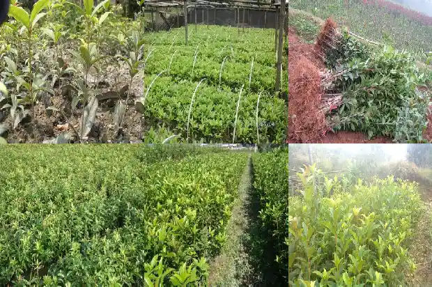 盆栽桂花几月份换盆1685840271447