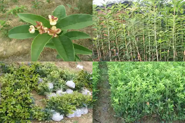 盆栽桂花几月份换盆1685840271495