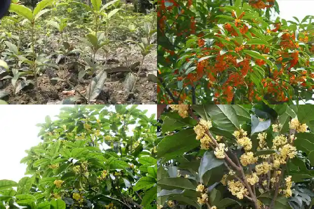 老朱砂桂花树一年能长多少叶1689838040530