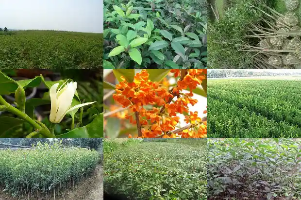 桂花树哪个最香最好养1685840317357