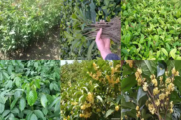 桂花树哪个最香甜1685840328815