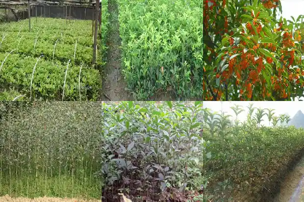 桂花树哪个最香甜1685840328862