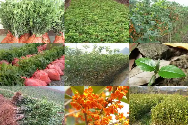 八月桂花树哪个最香1685840338634