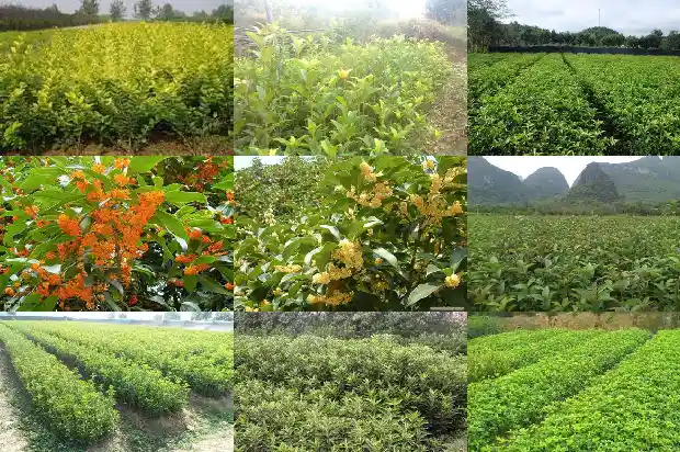 哪些人不能喝桂花茶叶1689207863119